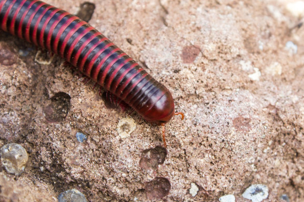 millipede