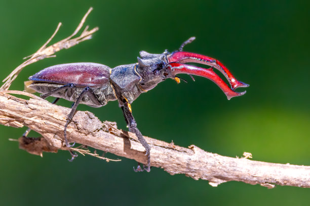 lucanus