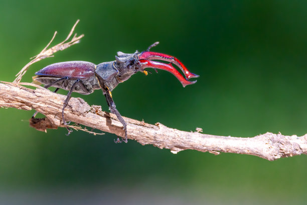lucanus