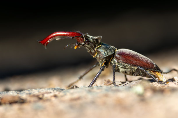 lucanus