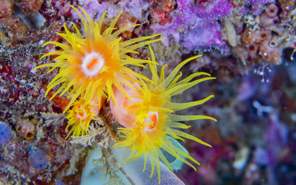 anemone