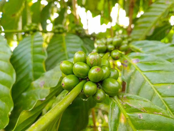 咖啡树