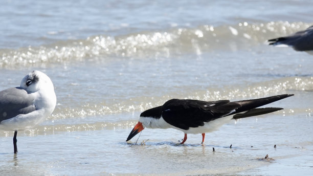 skimmer