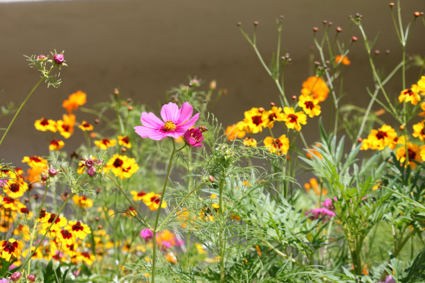 calliopsis
