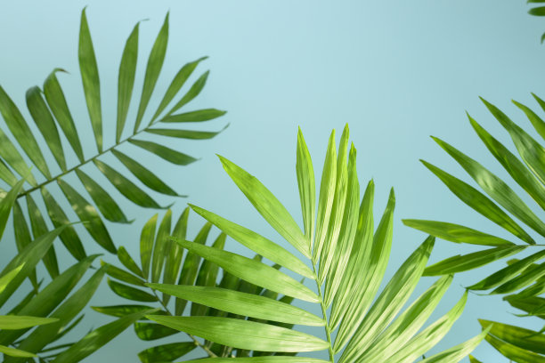 清新蓝绿棕榈叶图案背景