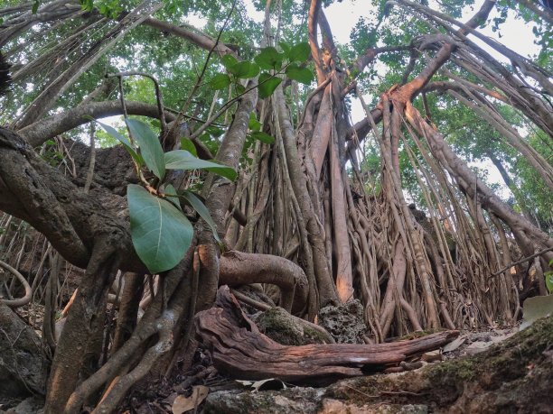 banyan