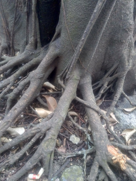 banyan