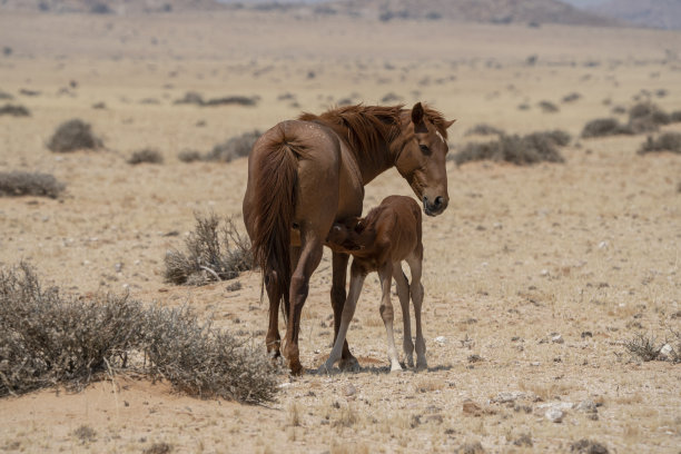 namibia