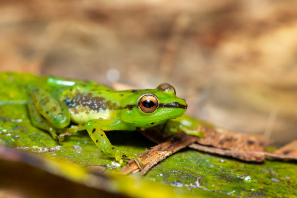 dendrobates