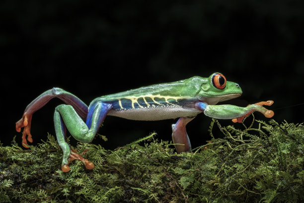 dendrobates