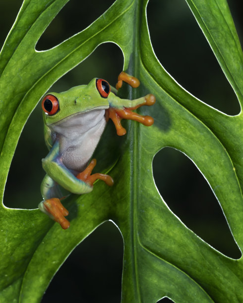 dendrobates