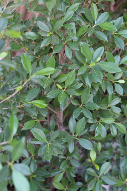 banyan