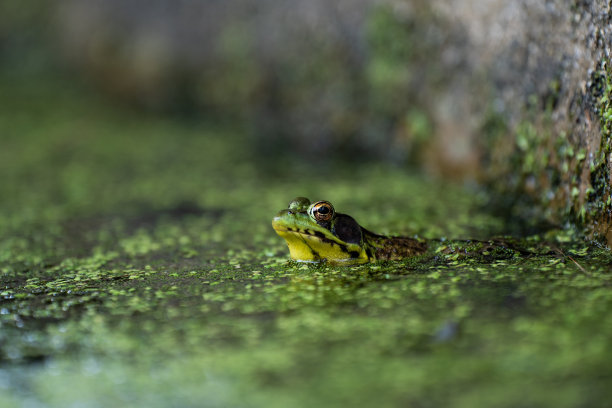 dendrobates