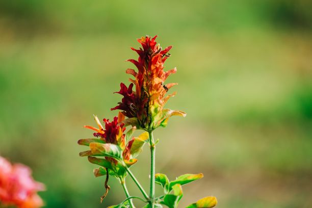 hawkweed