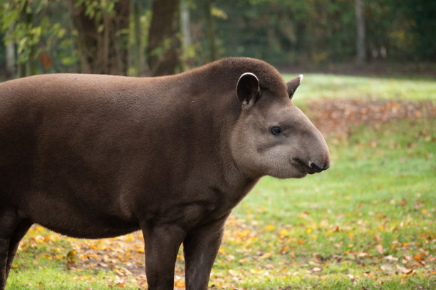 tapir