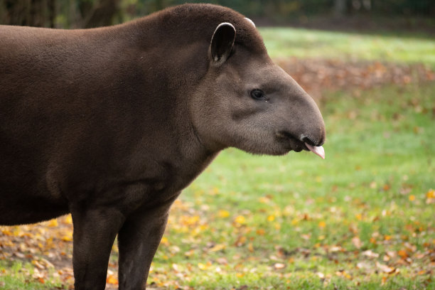 tapir