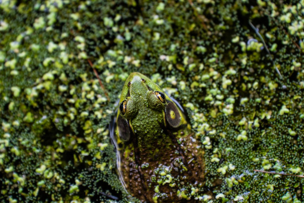 dendrobates