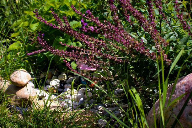 calluna