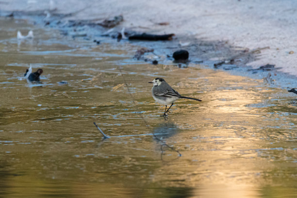 wagtail