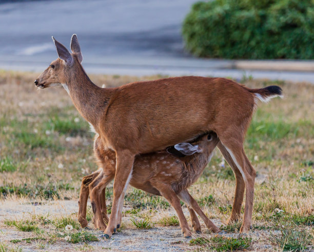 doe
