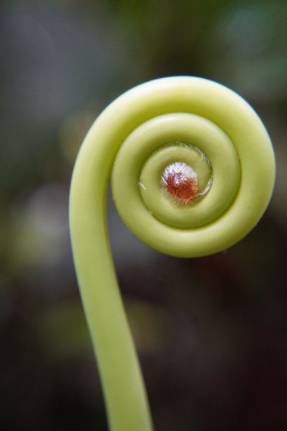fiddlehead