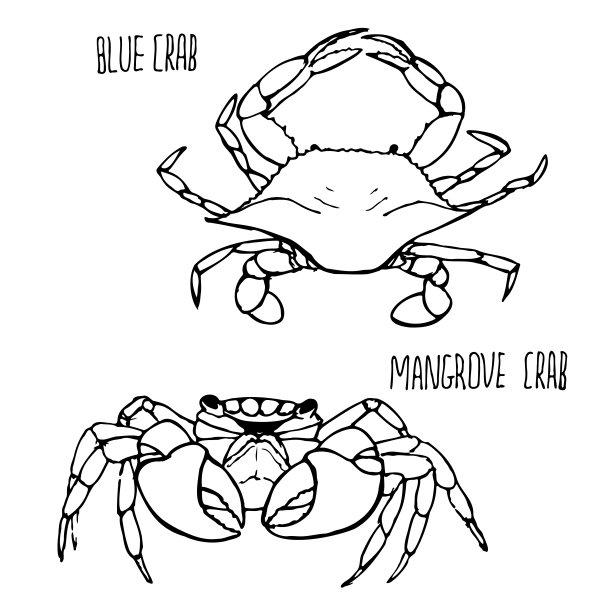 青蟹插画