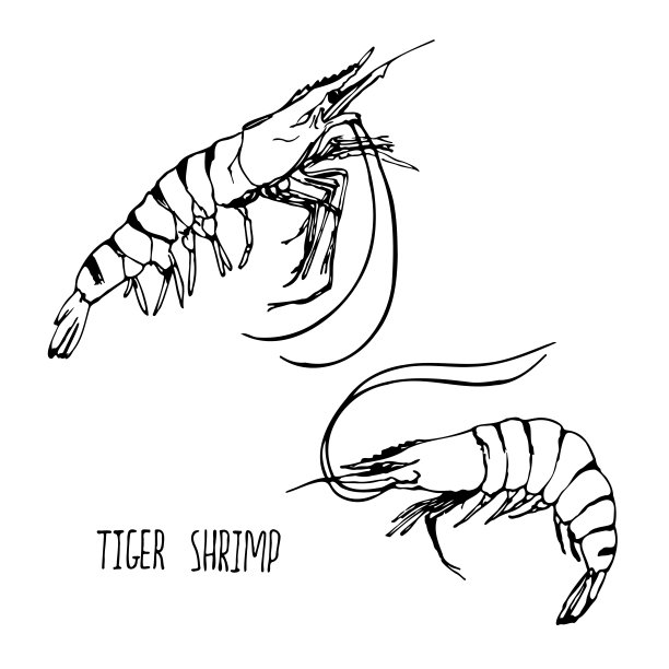 shrimps