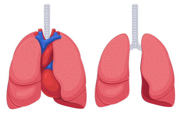 肺血管解剖图