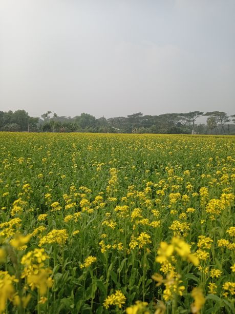 芥菜高清图