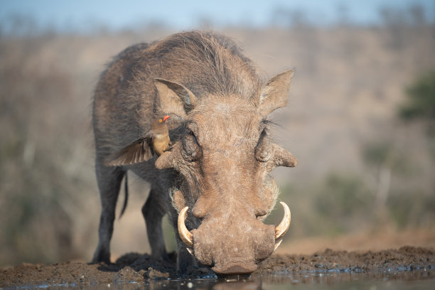 phacochoerus