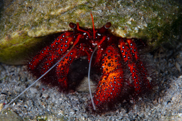 crustacean