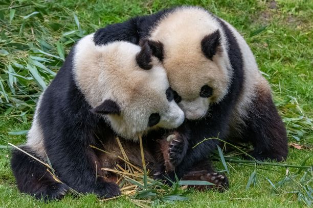 大熊猫妈妈