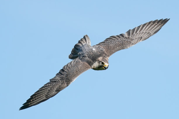 falcon