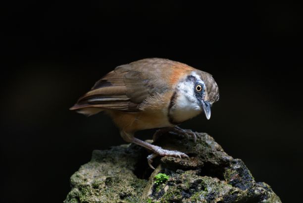 laughingthrush