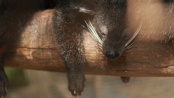 civet