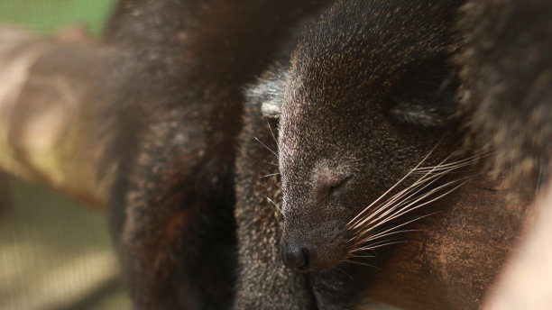 civet