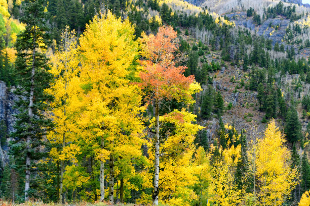 aspen