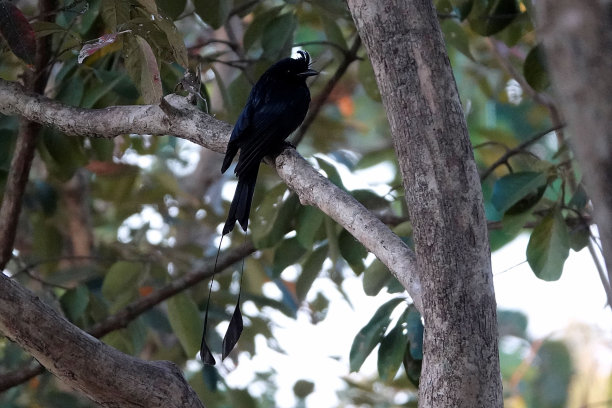 drongo