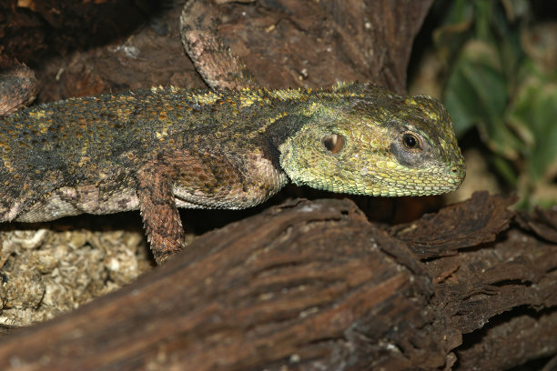 agama