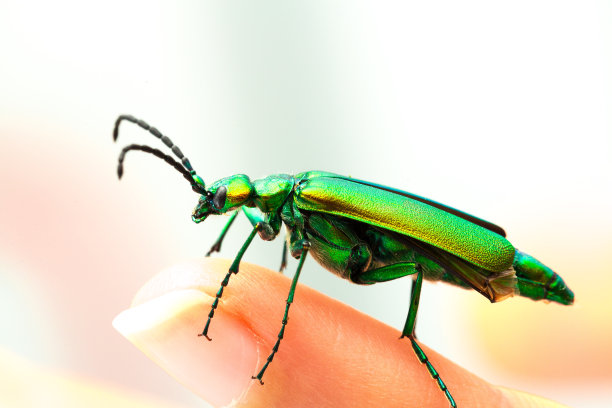 arthropod