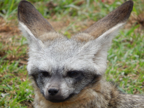 otocyon