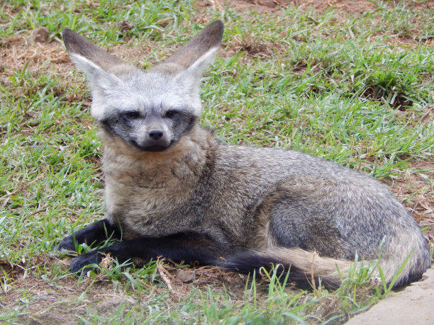 otocyon