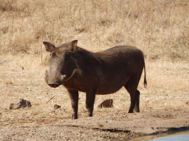 phacochoerus