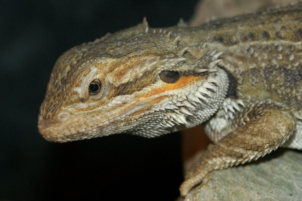 pogona