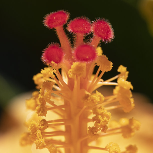 stamens