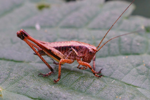 katydid