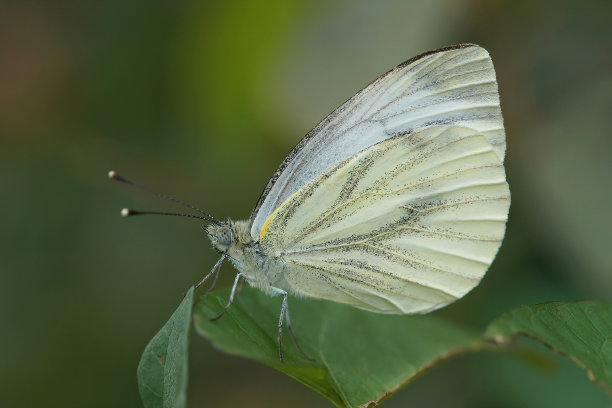 pieridae