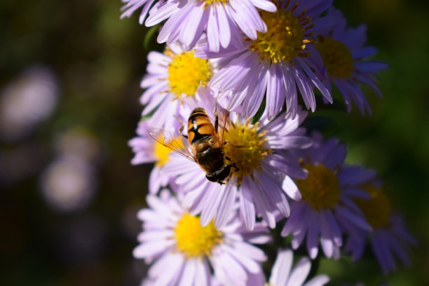 橙红色花朵条纹背景图案