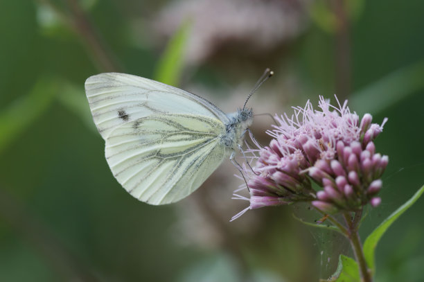 pieridae