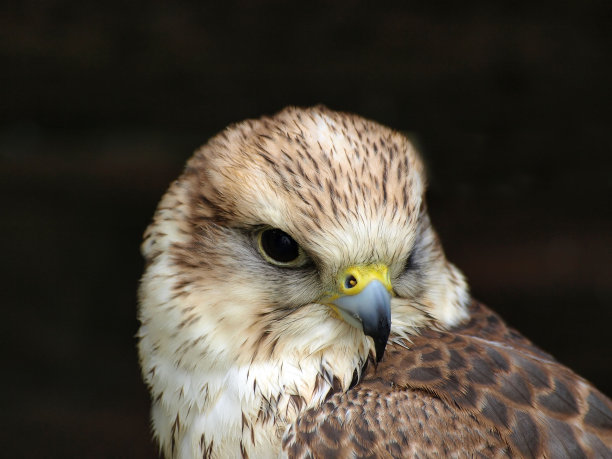 falcon